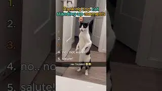 ranking cat standing up moments 😁 #cats #funny #cute #cuteanimals