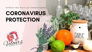 Coronavirus Protection | 10 Plants to Build your Immune System