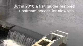 Massapequa Alewives