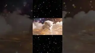 Cute Kitten ASMR | Mikeko Dives Into Golden Sparkles | Soft Light