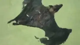 Swimming Vampire Bat