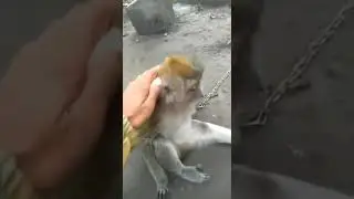 STORY Wa Kera Galau Di putusin pacarnya guys