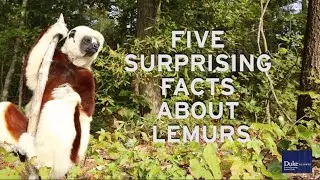 Five Surprising Lemur Facts from the Duke Lemur Center