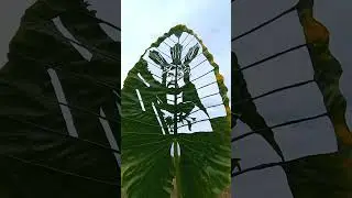 Giant Leaf Art ✍️ #jesus #itimnanazareno #youtuber #boholvloggers #art