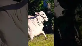 GRAY BRAHMAN HEIFER 490/21 🔥 | BRAHMAN BREED | S4SIDDIQUE #shorts #ytshorts #brahman #cow