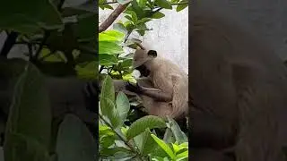 #monkey-eating-guava