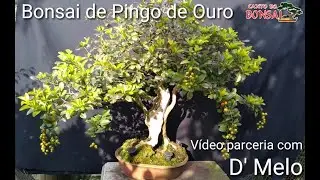 Incentivando a espécie Duranta Repens com D' Melo (Bonsai Pingo de ouro)