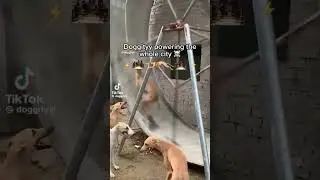 dog powering the whole city