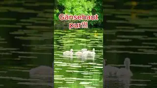 So ein Moment &hellip; Schwanenk&uuml;ken im Schlaubetal 🦢 Natur zum Staunen! #shorts #wildlife #brandenburg