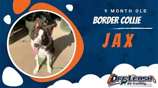 Border Brilliance: Jax's Off-Leash Triumph in OKC at 9 Months!