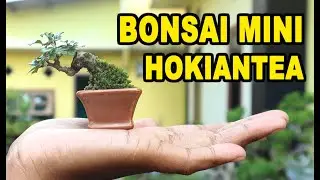 Lagi Bikin Perkembangan Dolar, Malah Nemu Hokiantea Micro Bahan Bonsai Keshitsubo