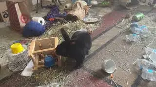Bunny eating blueberries out of teacup