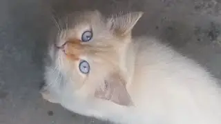 Leo ko lagi bhok||Max leo mai hua jhgra😱by HumairaRashid 🫶