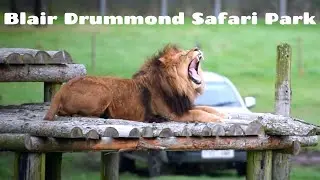Blair Drummond Safari Park
