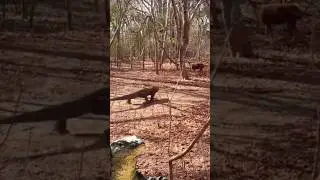 Komodo hunting deer