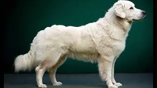 All About the Kuvasz in 3 Minutes