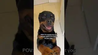 А кто ещё?? 😅 @nalatheneedyrottie #ротвейлер #деньзарплаты #смешноевидео