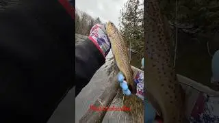 Another beautiful brown trout #shorts#shortvideo#fishing#trout#viral#outdoors#catchandcook#steelhead