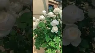 White rose of yorkPlant. #shorts #beautiful #garden #rose #trending