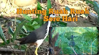 🔴 Berburu Ruak Ruak Di Sore Hari Spot Perkebunan Sawit