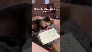 Cat Therapy Part 1  #cat #cattherapy #cute #cutecat #funnyanimal #isitfridayyet? #workhumor  #viral