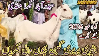 Hyderabad Bakra Mandi | Latest update Today | Bakra Eid 2026 | Patari barbari goat | Date 31/12/2025
