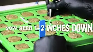 Sowing and Germinating Seeds Easily with Telos Genetics