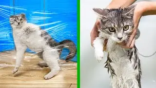 14 Astuces Pour Les Chats !