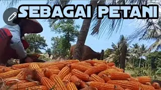 Beginilah aktivitas Sebagai Petani Di Dikampung 