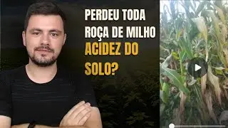 Pode perder toda a lavoura de MILHO com isso CUIDADO