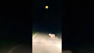 Very rare leopard sighting at night 🐅#catbreed #rare #sighting #leopard #shorts #trending #viral..