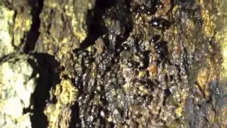 A sap beetle buffet