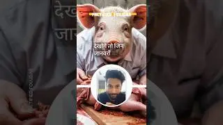 Supreme Court on Stray dogs controversy dog lovers protest delhi ncr #shorts Factified Foujdar