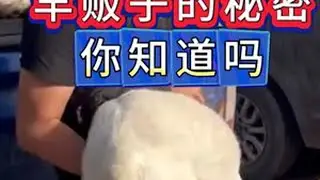 #养羊#牛羊养殖#新手养羊#养羊人