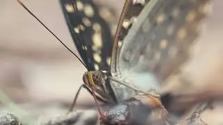Common Archduke (Lexias pardalis)  found in Borneo Rainforest
