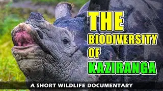 The Biodiversity of Kaziranga National Park - A Short Wildlife Documentary (PART - II)