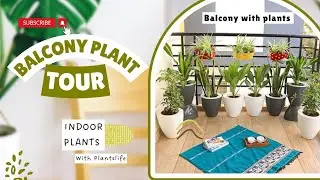 Balcony with plants #plantslife #plants 