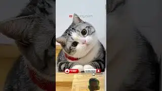 panjang #kucinglucu #seharianlucu #memengakakkocak #kucing #cat #shorts #viral #video #lucu #funny