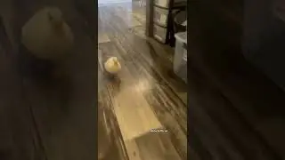 Sound on to hear cheese feet running. #sound #asmr #duck #funny #shorts