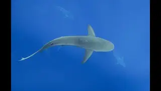 Deep Blue Eco Tours Swim with Sharks, Oahu