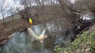 Кефали от февруари (р.Велека,село Бродилово)