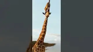 Leopard Escapes Lion by Climbing a Giraffe Unbelievable Survival Tactic