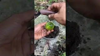 Bibi buah mangga pake daun talas #vidioshort #youtubeshorts #youtubeshort