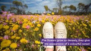 Wild Flowers