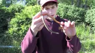 2 Northern red belly snakes