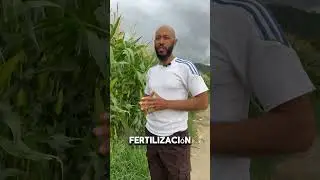 &iexcl;Mira estas mazorcas! As&iacute; se logra un buen cultivo de ma&iacute;z   #agrotips  #agriculture #plantas