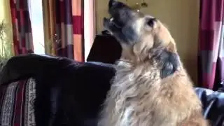 Abe the singing Borzoi (Russian Wolfhound)