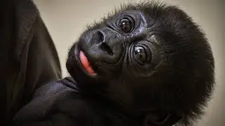 Gorilla Baby Abeo&rsquo;s New Life with His Foster Mom at Louisville Zoo! #gorillababy