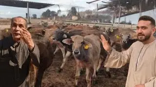 ب ٣٤ الف وسلالاتنا بضمان ضد الحمي القلاعيه ولو جاتلها الحمي علي مسؤليتنا
