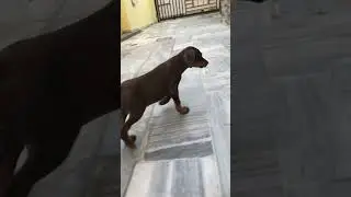 #entertainment #bollywood #youtubeshorts #creativecontentcreator #dog #music #socialmedia #puppy